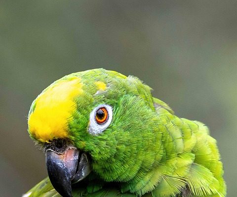 Amazon acquisisce Globalstar e rafforza la partnership con Apple: ecco cosa c’è da sapere!