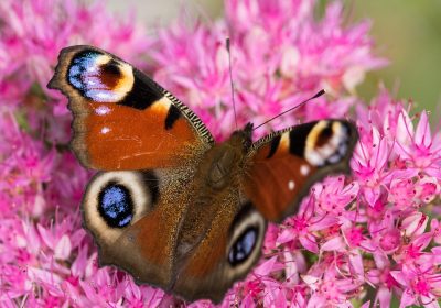 iOS 27: Scopri quali quattro iPhone non riceveranno supporto