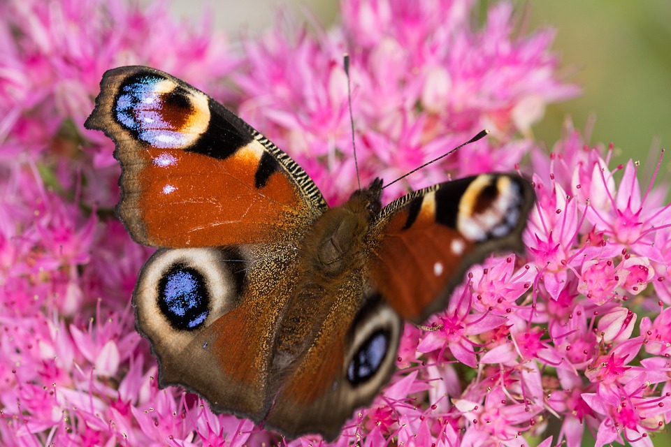 iOS 27: Scopri quali quattro iPhone non riceveranno supporto