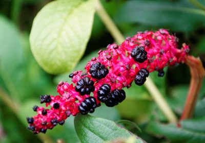 Scopri tutte le nuove funzioni dell’app Apple Inviti!