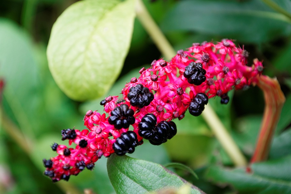 Scopri tutte le nuove funzioni dell’app Apple Inviti!