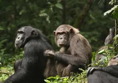 Cosa ci insegna sui conflitti umani la guerra civile tra scimpanzé scoppiata nella comunità di Ngogo in Uganda