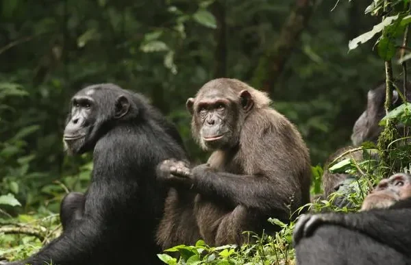 Cosa ci insegna sui conflitti umani la guerra civile tra scimpanzé scoppiata nella comunità di Ngogo in Uganda