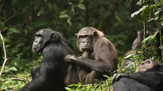 Cosa ci insegna sui conflitti umani la guerra civile tra scimpanzé scoppiata nella comunità di Ngogo in Uganda