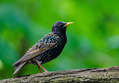 Offerta imperdibile: TV con audio Onkyo 2.1 al prezzo più basso di sempre