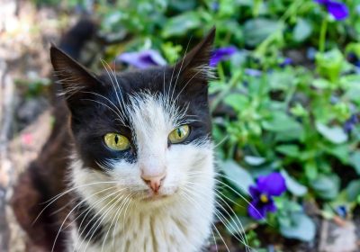 Bethesda e il Remaster di New Vegas: Perché Non riescono a Farlo?