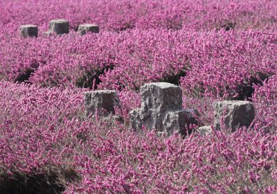 Honor: Il Brand in Più Rapida Crescita nel Mercato Smartphone 2026