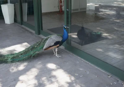 Invasione di Pavoni a Punta Marina: Ecco la Verità Svelata!