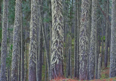 I Giganteschi Alberi Licofiti del Paleozoico: Radici che Crescono al Contrario
