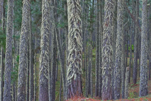 I Giganteschi Alberi Licofiti del Paleozoico: Radici che Crescono al Contrario