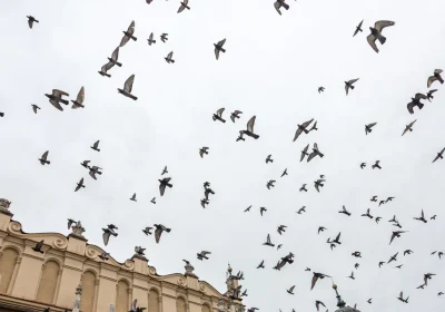 Perché gli uccelli temono di più le donne rispetto agli uomini? Scopri il mistero!
