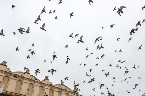 Perché gli uccelli temono di più le donne rispetto agli uomini? Scopri il mistero!
