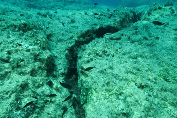 La Misteriosa Faglia dell’Oceano Pacifico: Scopriamo il Segreto dei Terremoti Regolari