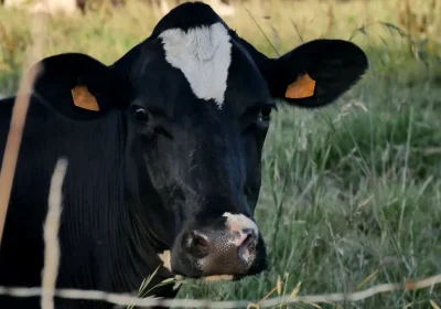 Mucche: Riconoscono Volti e Voci Umane! Scopri Come!