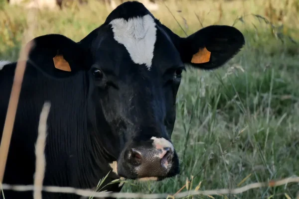 Mucche: Riconoscono Volti e Voci Umane! Scopri Come!