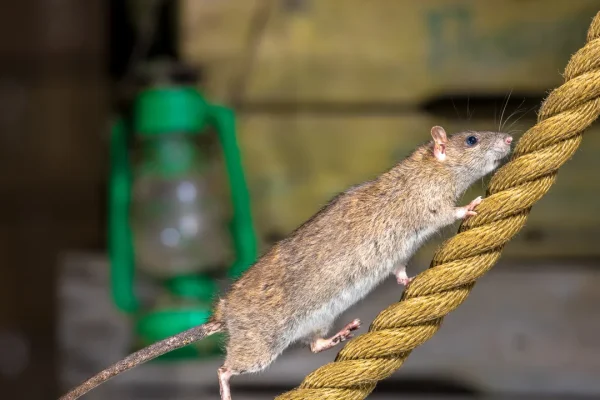 Hantavirus: Cos’è e perché è allerta su una nave da crociera