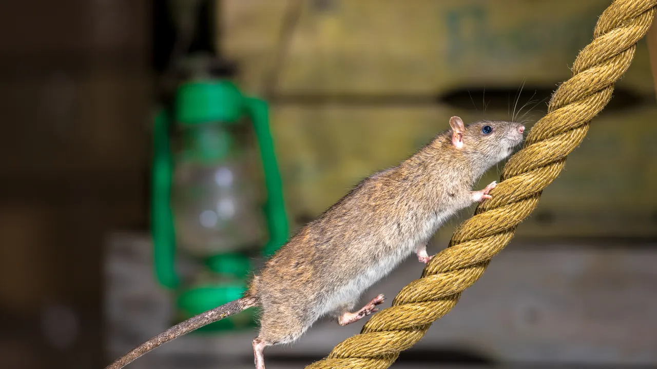 Hantavirus: Cos’è e perché è allerta su una nave da crociera