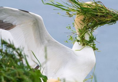 Alison Tuck trionfa al premio del pubblico dei Nikon Comedy Wildlife Awards con la sua foto della sula