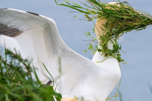 Alison Tuck trionfa al premio del pubblico dei Nikon Comedy Wildlife Awards con la sua foto della sula