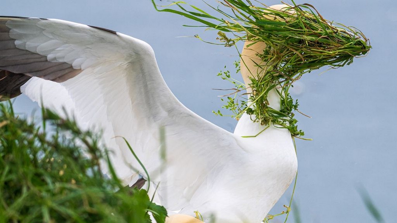 Alison Tuck trionfa al premio del pubblico dei Nikon Comedy Wildlife Awards con la sua foto della sula
