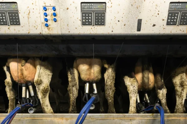 Lelezioni dai dati recenti: impatti degli allevamenti intensivi sull’inquinamento in Pianura Padana