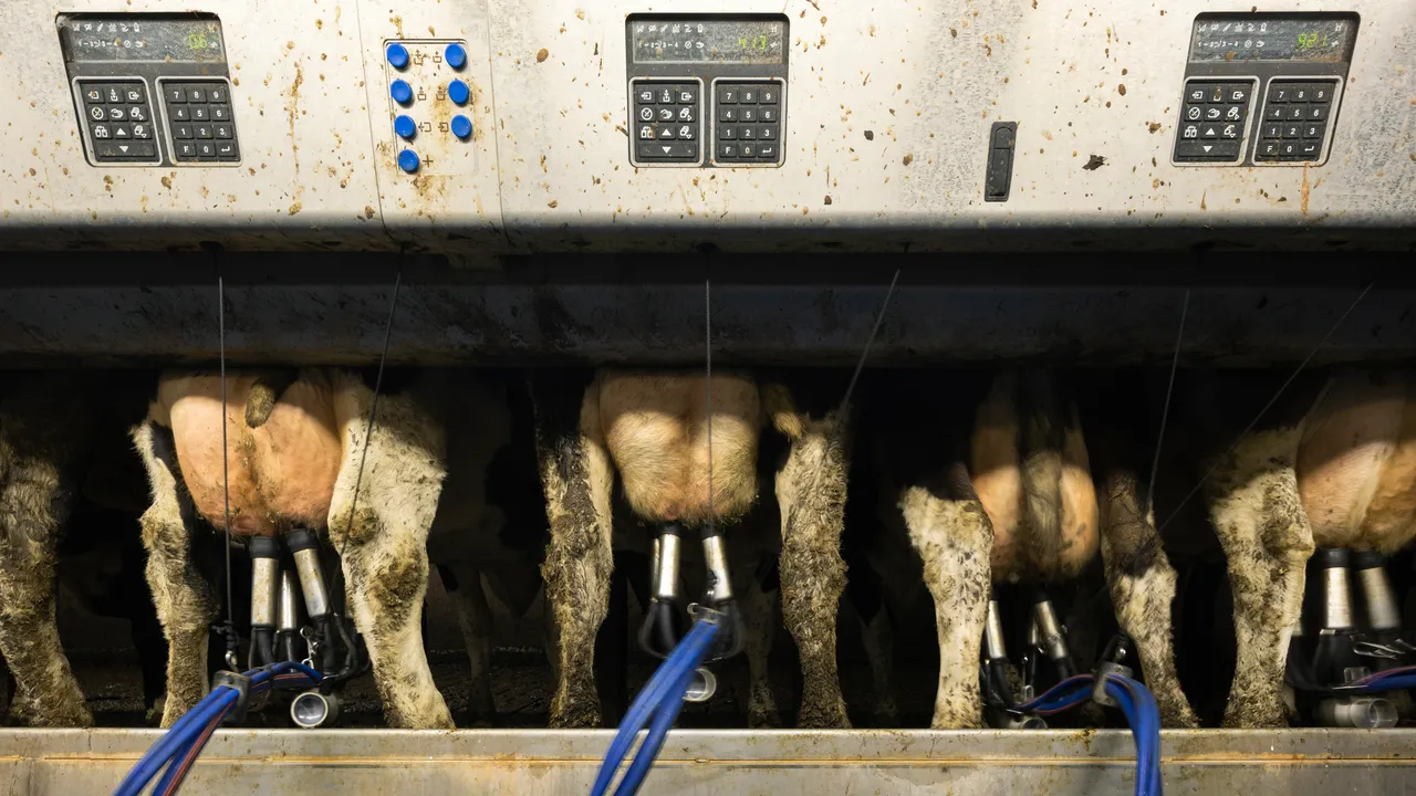 Lelezioni dai dati recenti: impatti degli allevamenti intensivi sull’inquinamento in Pianura Padana