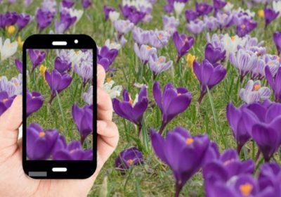 Guida pratica all’utilizzo di app per identificare piante e fiori e alle alternative gratuite disponibili.