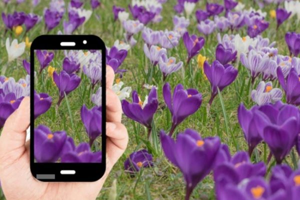 Guida pratica all’utilizzo di app per identificare piante e fiori e alle alternative gratuite disponibili.