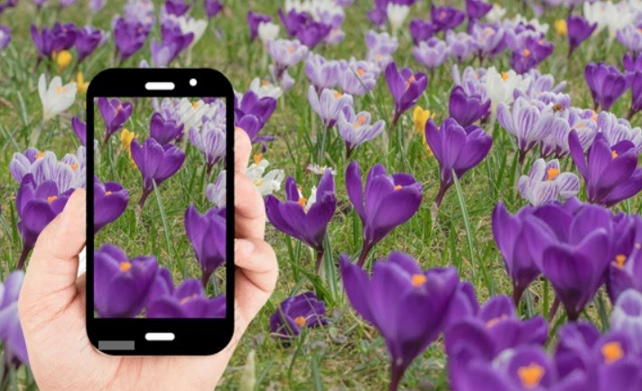 Guida pratica all’utilizzo di app per identificare piante e fiori e alle alternative gratuite disponibili.