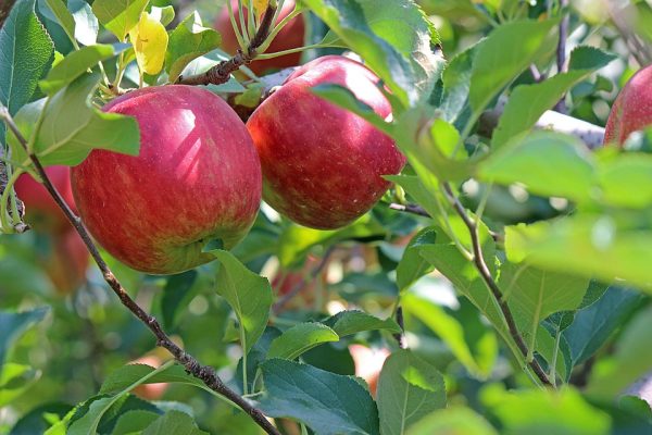 Apple presenta le nuove versioni di watchOS, tvOS e HomePod: novità imperdibili!
