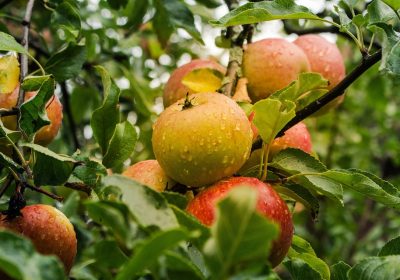 Apple esplora nuove alleanze: Intel e Samsung tra i nuovi partner potenziali
