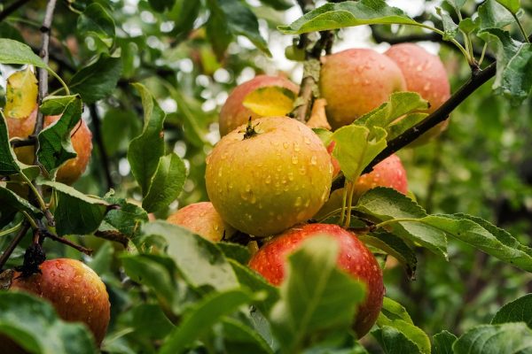 Apple esplora nuove alleanze: Intel e Samsung tra i nuovi partner potenziali