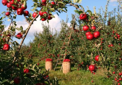 Apple trionfa in Europa, ma con riserva: il logo “simile” bloccato parzialmente