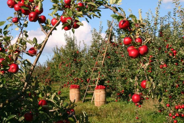 Apple trionfa in Europa, ma con riserva: il logo “simile” bloccato parzialmente