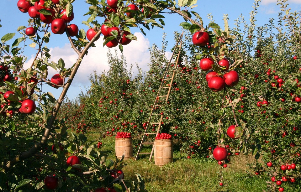 Apple trionfa in Europa, ma con riserva: il logo “simile” bloccato parzialmente