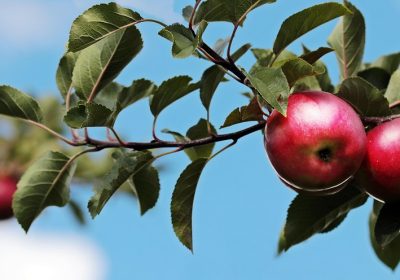 Apple svela in anteprima le novità di iOS 27
