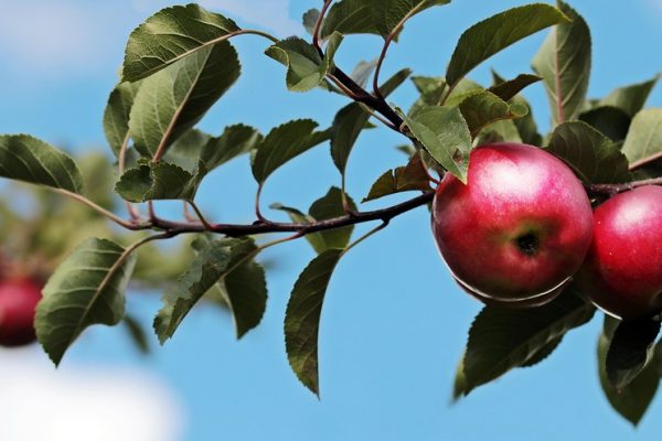 Apple svela in anteprima le novità di iOS 27