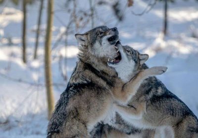 Il mistero dei lupi di Chernobyl: come sopravvivono alle radiazioni