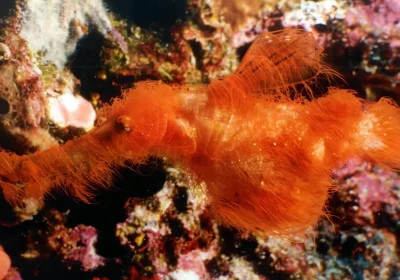 Scoperta una specie di pesce peloso simile a quelli di Sesame Street nei coralli della Grande Barriera Corallina