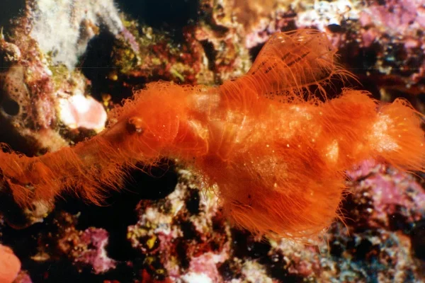 Scoperta una specie di pesce peloso simile a quelli di Sesame Street nei coralli della Grande Barriera Corallina