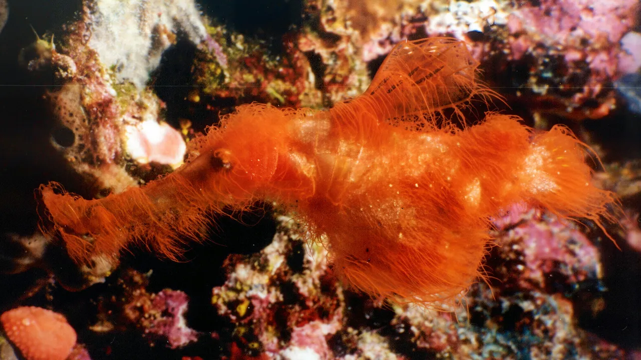 Scoperta una specie di pesce peloso simile a quelli di Sesame Street nei coralli della Grande Barriera Corallina