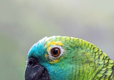 Amazon Photos si rinnova su iPhone: Scopri le novità!