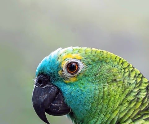 Amazon Photos si rinnova su iPhone: Scopri le novità!