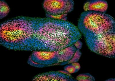 L’IA e il Bioterrorismo: Un Nuovo Allerta Globale sull’Accessibilità dei Rischi