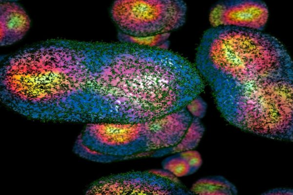 L’IA e il Bioterrorismo: Un Nuovo Allerta Globale sull’Accessibilità dei Rischi