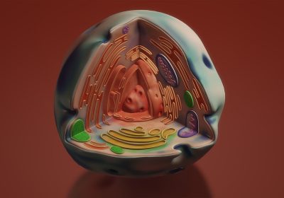 Mitocondri: il Legame Nascosto con il Genoma Svelato