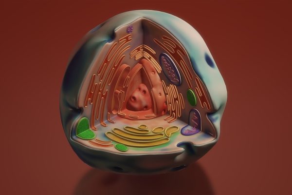 Mitocondri: il Legame Nascosto con il Genoma Svelato